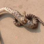 Snake With Clawed Foot Found In China, The Horror!