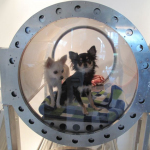 Your Dog Is Stressed?  Get Them A Relaxing Therapy At The Canine Oxygen Cell
