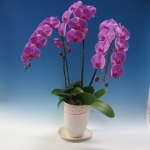 Matsumura Yoran Offers Service To Bring Orchids Back From The Dead
