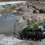 Plantas Nomadas Is A Self-Sustaining, Plant-Breeding Robot