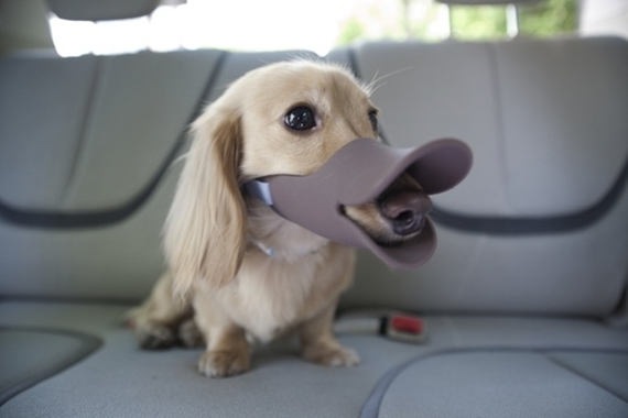 oppo-quack-dog-muzzle-3