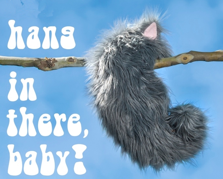 not-a-cat-cat-3