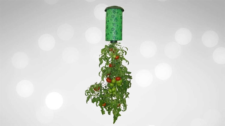 Upside Down Tomatoes