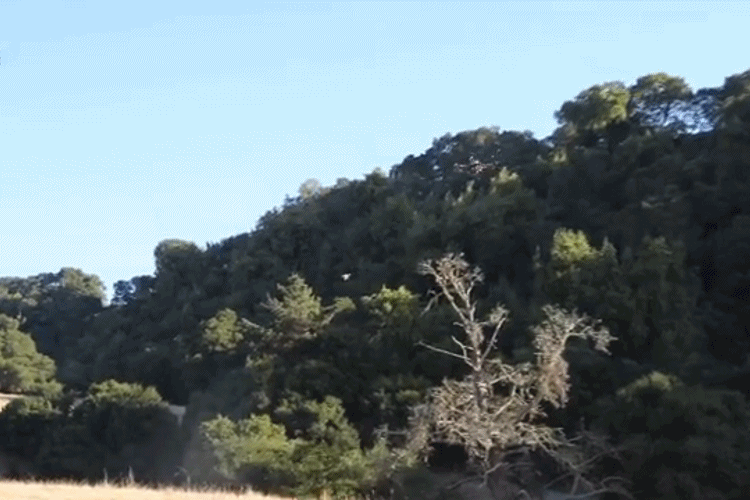 airspace-drone-hunter-anim