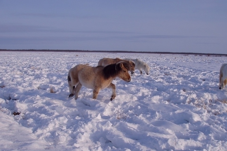 pleistocene-park-2